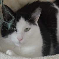 Apollon CAB5821, chat à adopter