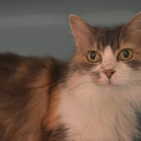 Sophia CAB5561, chatte à adopter