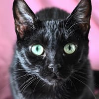 BASTET C, chatte à adopter