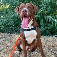 MALCOM, chien à adopter