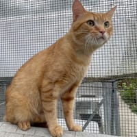 Ronchon, chat à adopter