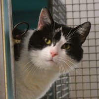 Pifou CAB5671, chat à adopter