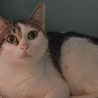 Lola CAB5734, chatte à adopter