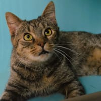 Causette CAB5563, chatte à adopter