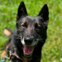 MORPHEUSS DIT MACK, chien à adopter