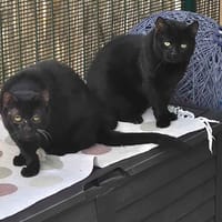 pearl, chat à adopter