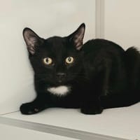 INKY, chat à adopter