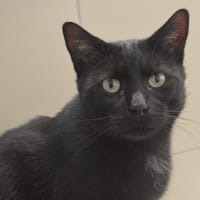 Clem CAB5518, chat à adopter