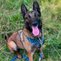 SHIVAS, chienne à adopter