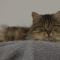 Venus CAB5129, chatte à adopter