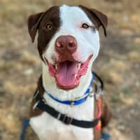 MAGNUM, chien à adopter