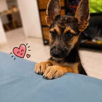SUNNY, chienne à adopter