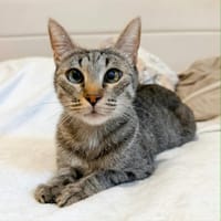 ZELYE, chatte à adopter