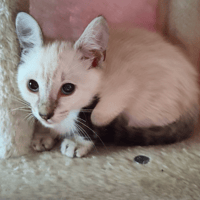 NUAGE ET ETOILE, chat à adopter
