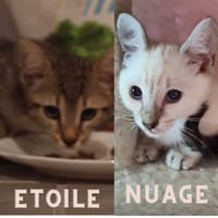 NUAGE ET ETOILE, chat à adopter