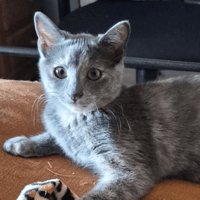 BANZAI, chatte à adopter