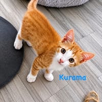 Kurama, chat à adopter