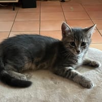 Nezumi, chatte à adopter