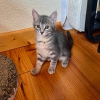 Nezumi, chatte à adopter