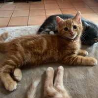 Jumper, chat à adopter