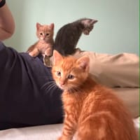 Jumper, chat à adopter