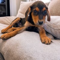 TYSON, chien à adopter