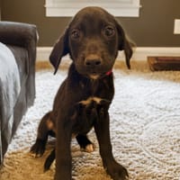 XENA, chienne à adopter