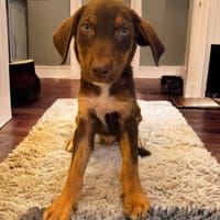 RAMSAY, chien à adopter