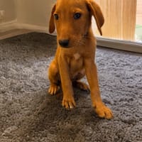 DINO, chien à adopter