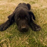 SWIFT, chien à adopter