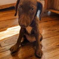 TAKARA, chienne à adopter