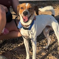 ROCKY (MARTINA), chien à adopter