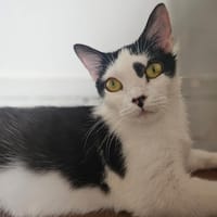 ARYNA, chatte à adopter