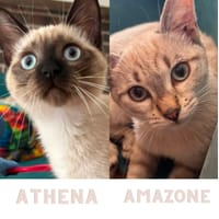 ATHENA ET AMAZONE, chatte à adopter