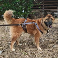 LAÏKA, chienne à adopter