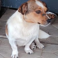 Sarita sucht ihr Für-immer-Zuhause (C), Hündin zur Adoption
