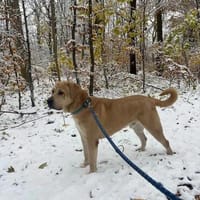 Olaf sucht ein Zuhause, Hund zur Adoption