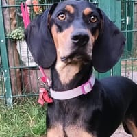 Buba sucht ihr Glück, Hündin zur Adoption