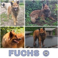 FUCHS ° Harzer Fuchs sucht seine eigenen Menschen, Hund zur Adoption