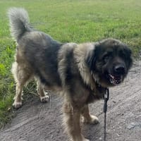 Ava sucht ein Zuhause, Hund zur Adoption