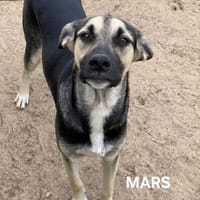 Mars hat noch Hoffnung, Hund zur Adoption