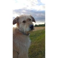 Moh - wartet in 65321 Heidenrod, Hund zur Adoption