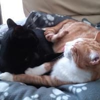 liebe Kater Simba u. Coco bei FFM ( ALO), Kater zur Adoption