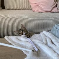Astrid - Samtpfote sucht Für-immer-Zuhause, Katze zur Adoption