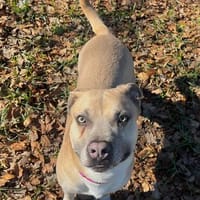 Dobby sucht ein Zuhause, Hund zur Adoption