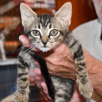 Körbchen für Carletto gesucht, Kater zur Adoption