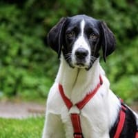 Sirius sucht Zuhause mit Struktur, Hund zur Adoption