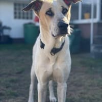 Oscar  NOTFALL, Hund zur Adoption