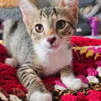 Gundula - Kleine Entdeckerin, Katze zur Adoption