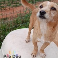 Finja auf Pflegestelle, Hündin zur Adoption